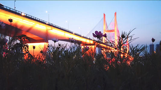 城市夜景桥梁低角度花丛视频的预览图