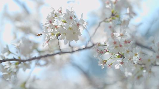 随风飘动的樱花花瓣和蜜蜂视频的预览图