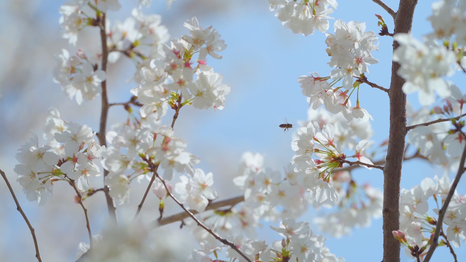几只蜜蜂在樱花花丛中飞动视频的预览图