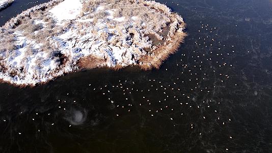 冬季内蒙古大黑河冰雪河水树木麻鸭景观视频的预览图