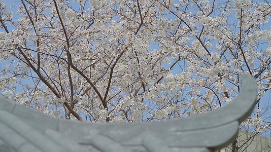 亭子的一角和许多樱花树视频的预览图