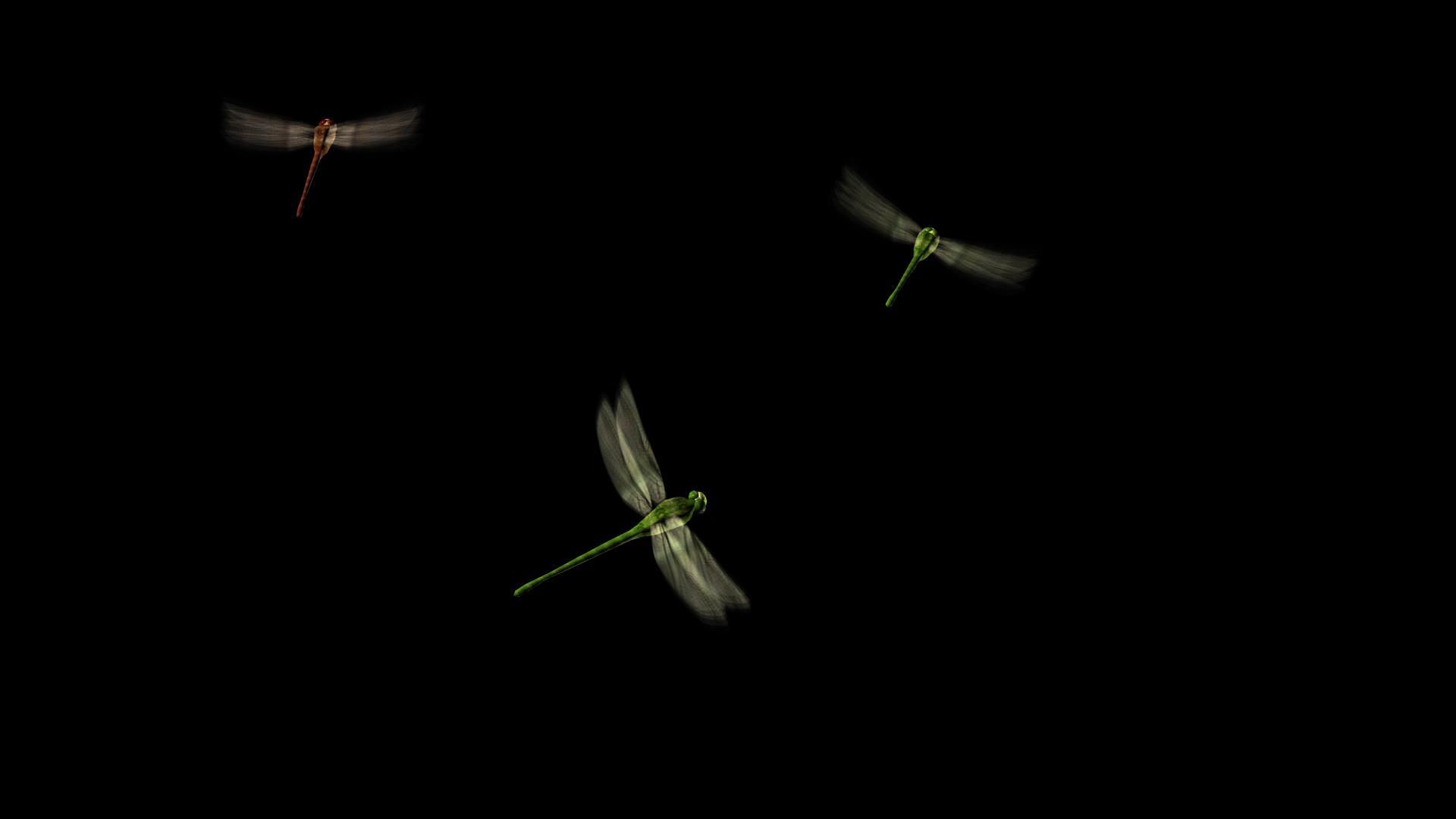 三维蜻蜓动画视频的预览图