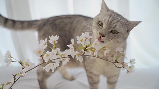 合集亲吻樱花的小猫咪视频的预览图