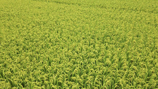 低角度航拍一望无际的水稻田视频的预览图