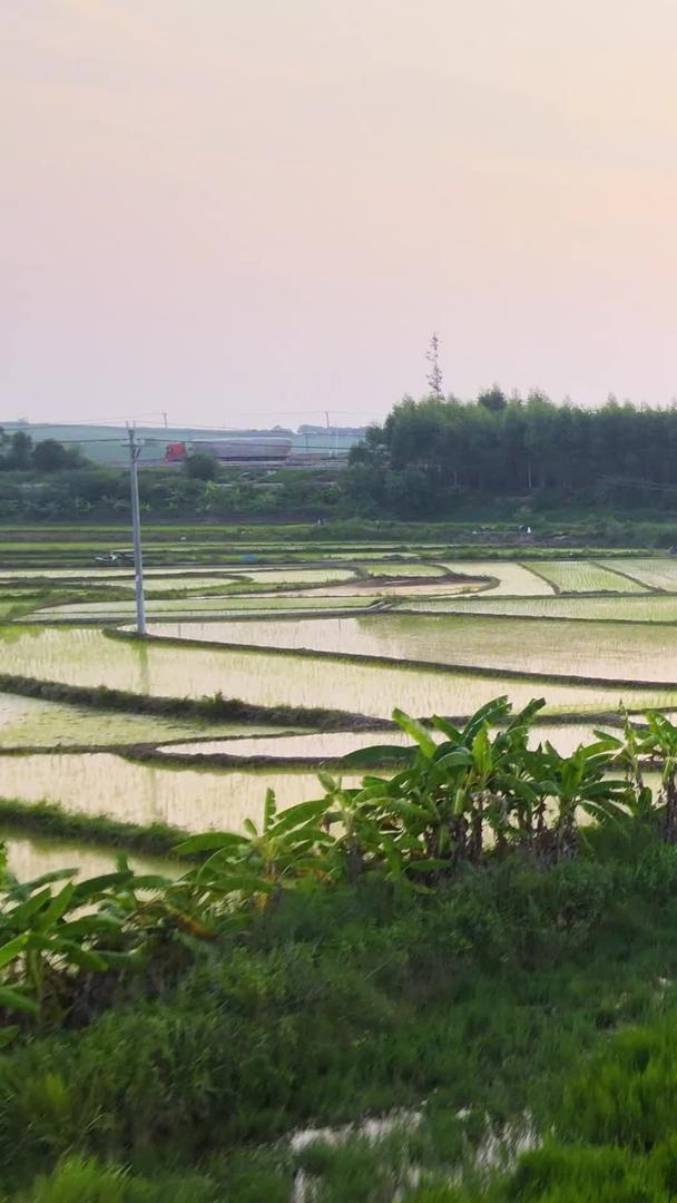 宁静田园风光种田水稻航拍视频的预览图