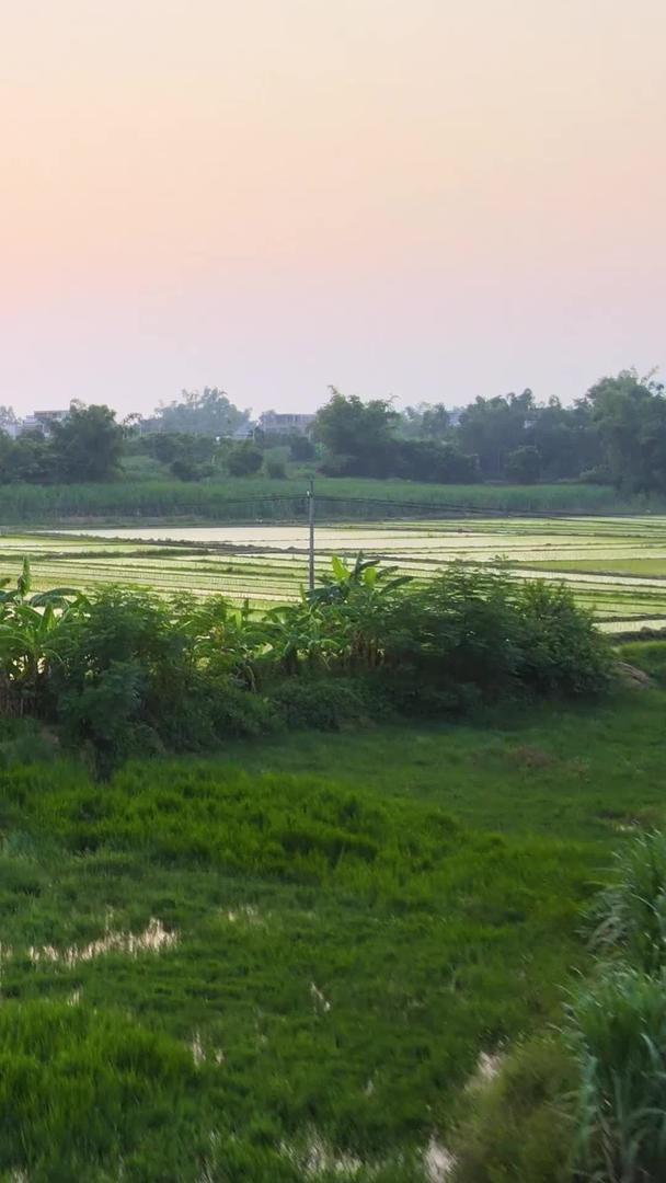 宁静田园风光种田水稻航拍视频的预览图