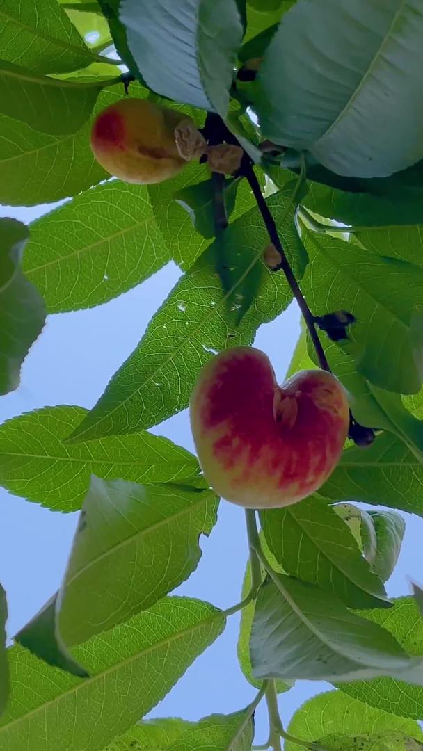 桃树实拍桃树视频的预览图
