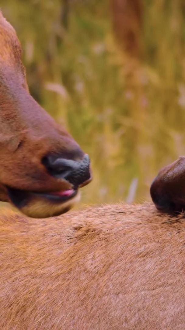 哺乳鹿野生动物视频的预览图