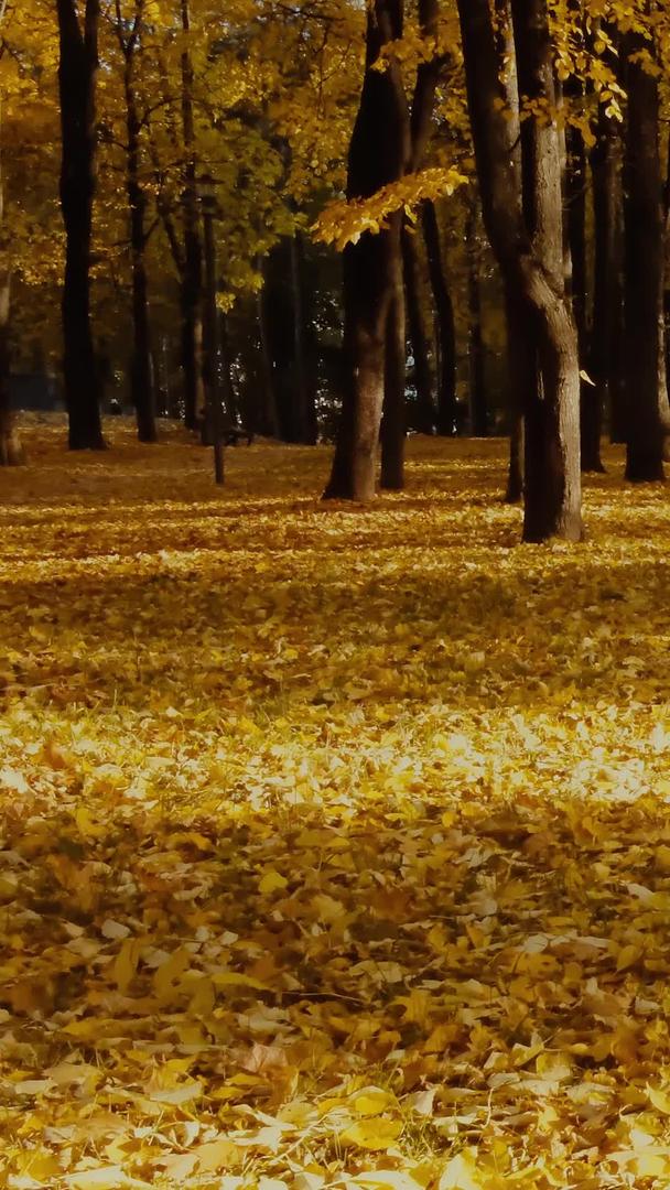树叶光影在深秋森林公园阳光下照耀视频的预览图