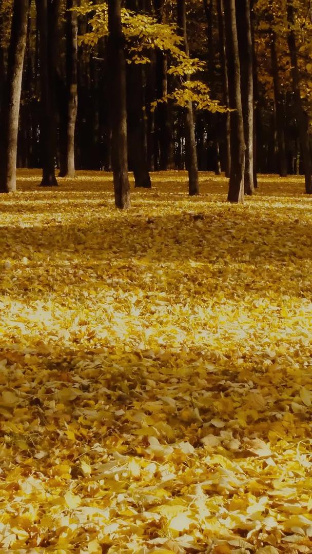 树叶光影在深秋森林公园阳光下照耀视频的预览图