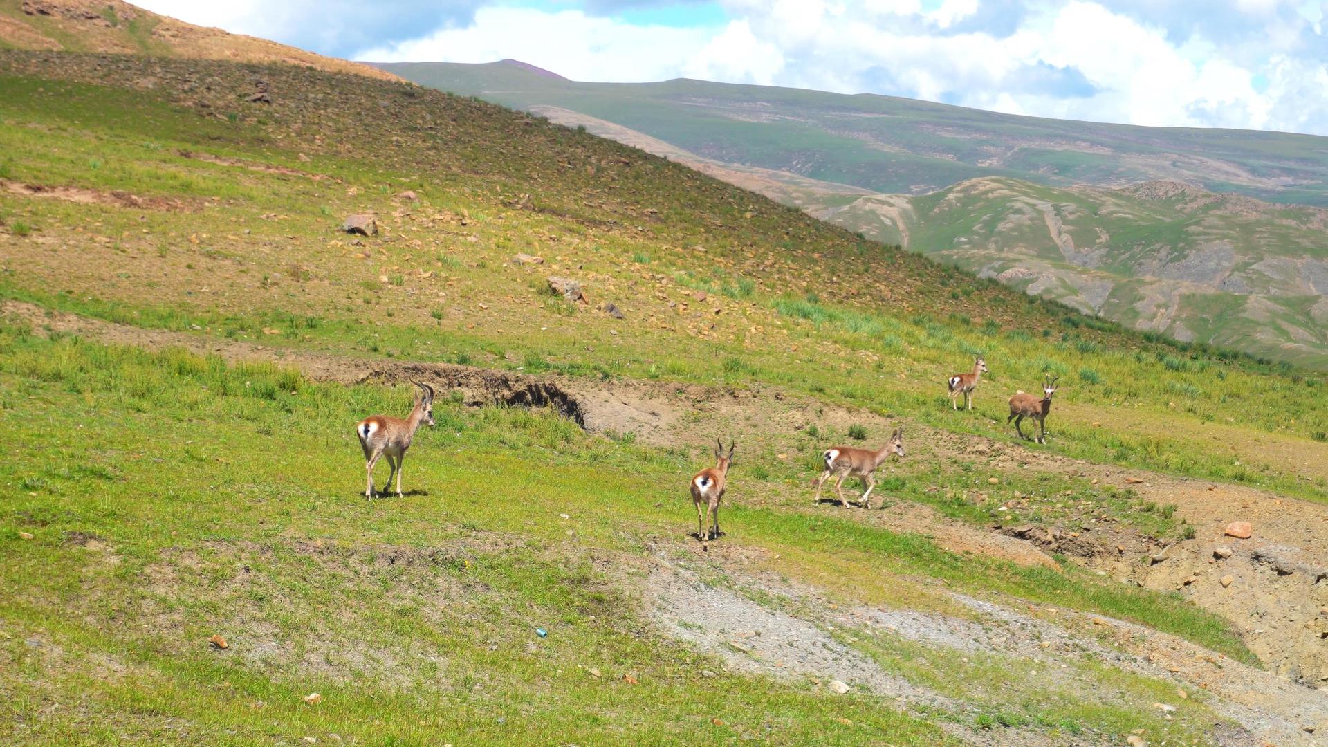 可爱活跃野生二级保护藏羚羊视频的预览图