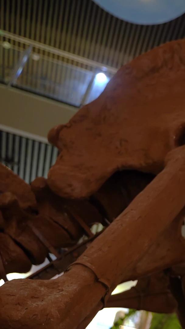 恐龙化石样品地质博物馆视频的预览图