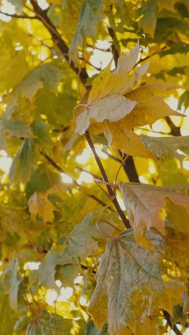 金黄色的叶子在深秋的逆光下闪耀视频的预览图