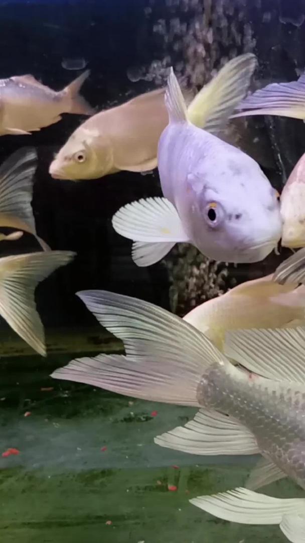 水箱里的鱼在实拍视频的预览图