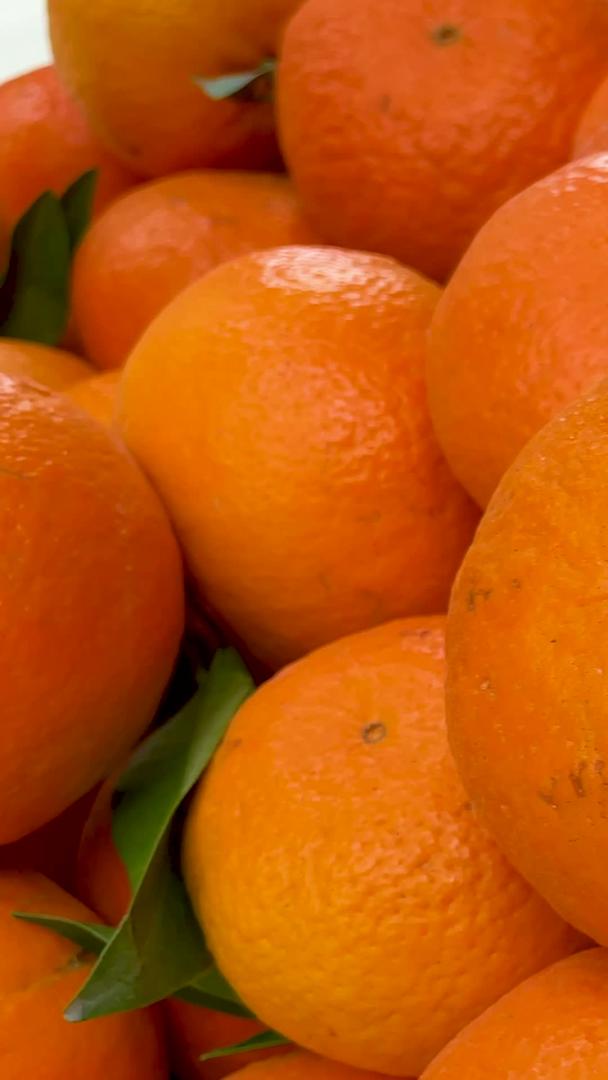 刚刚收获的果园有机绿橘子沃柑视频的预览图