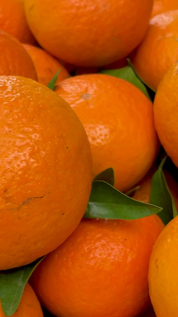 刚刚收获的果园有机绿橘子沃柑视频的预览图