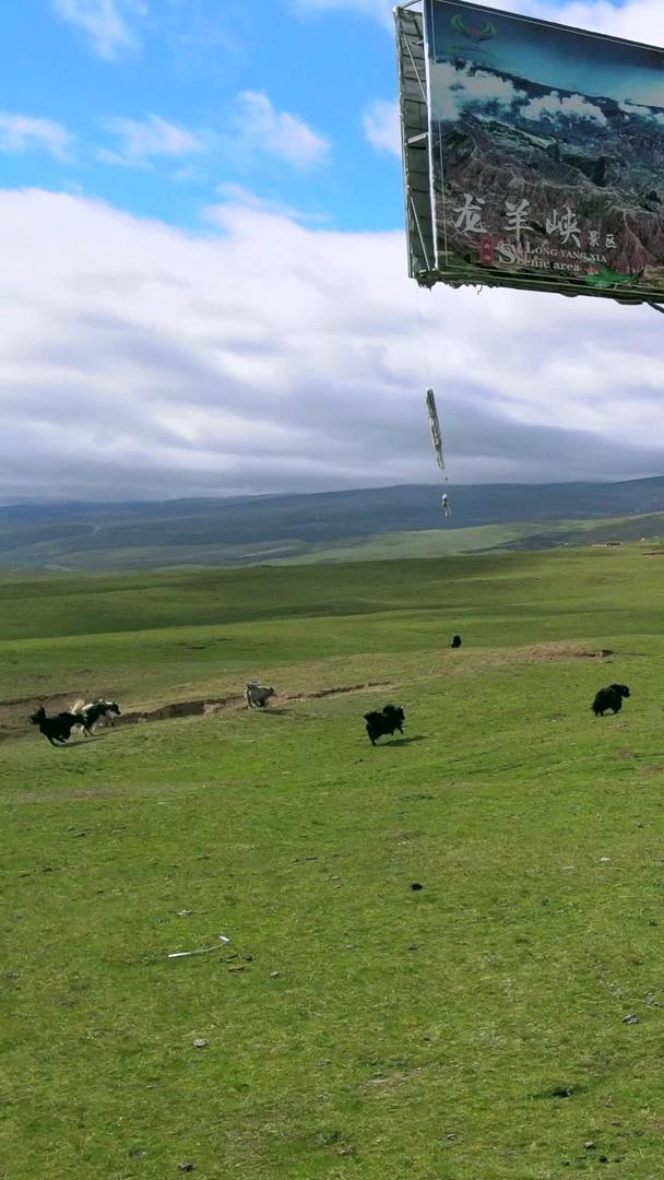 青海草原上的牦牛群航拍视频的预览图