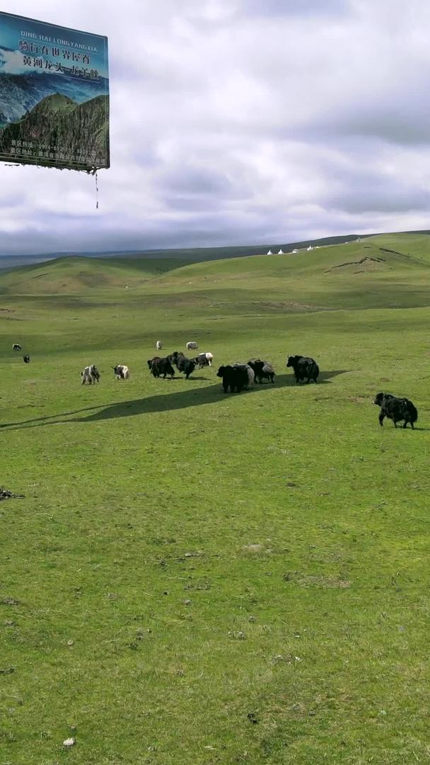 青海草原上的牦牛群航拍视频的预览图