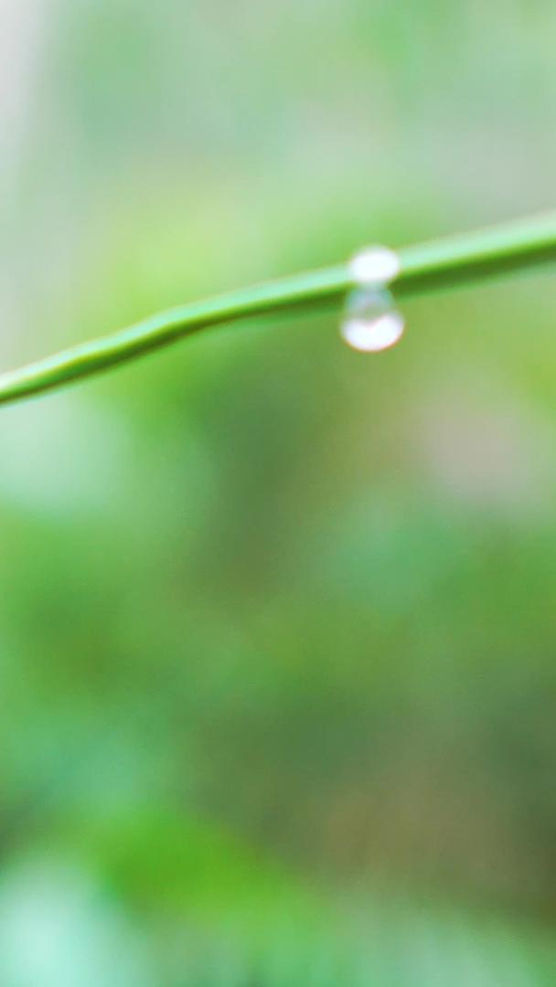 竹叶尖上的水滴视频的预览图