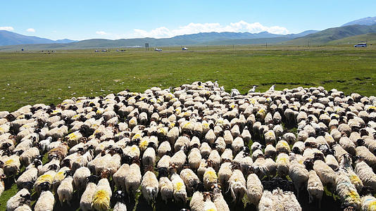 航拍新疆蓝天白云大草原上养殖畜牧业放羊羊群4k素材视频的预览图