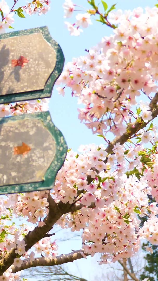 樱花在风中绽放视频的预览图