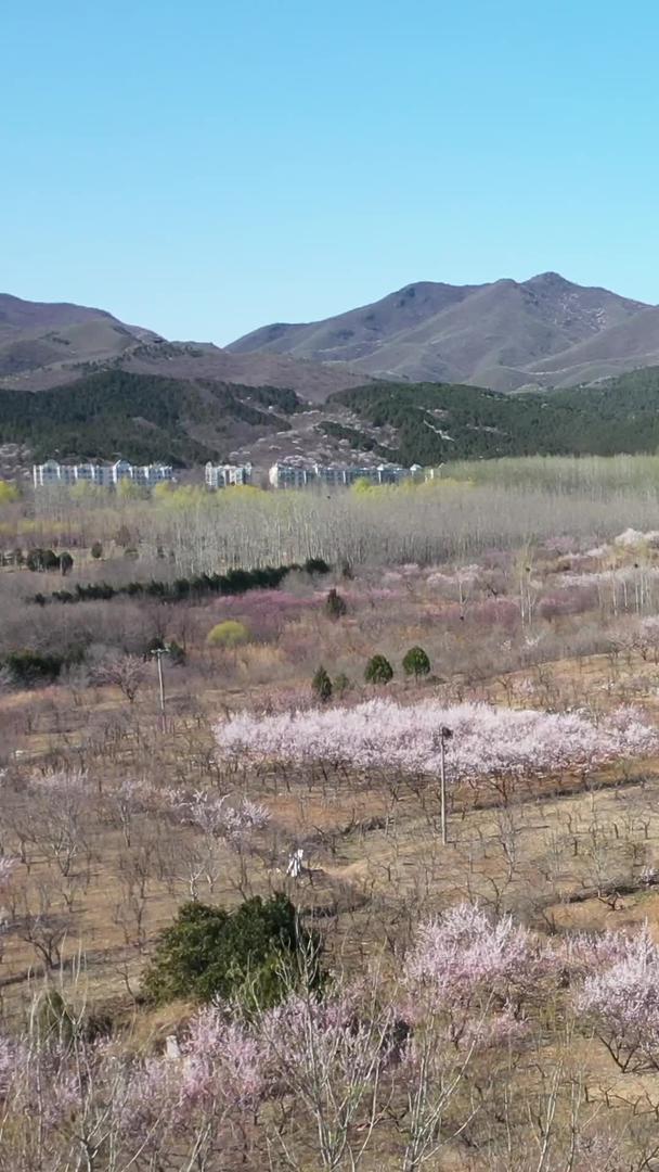 桃花盛开的地方视频的预览图
