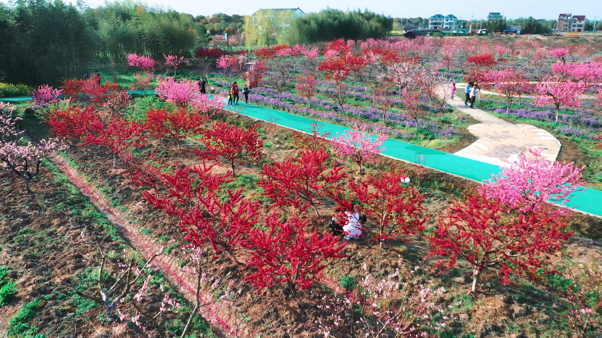 吕巷水果公园桃花视频的预览图