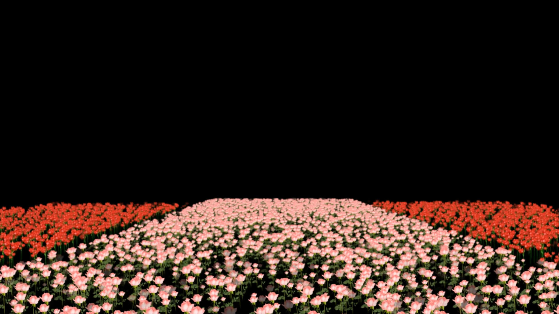 透明通道花卉花丛素材视频的预览图