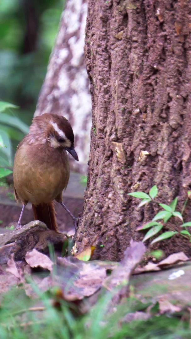 实拍森林中觅食的小鸟视频素材视频的预览图