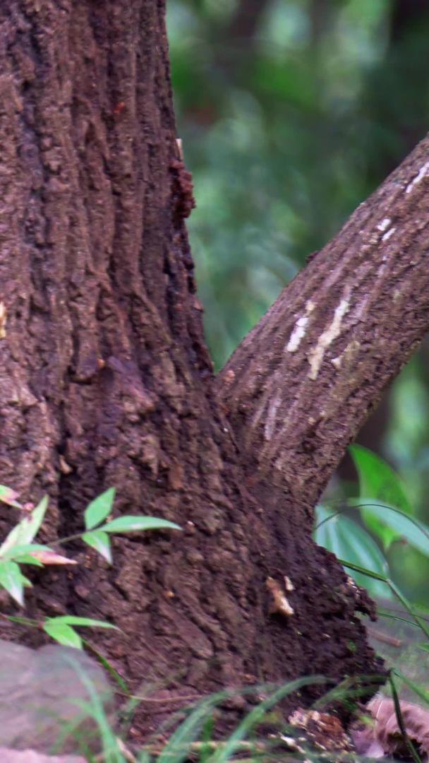 实拍森林中觅食的小鸟视频素材视频的预览图