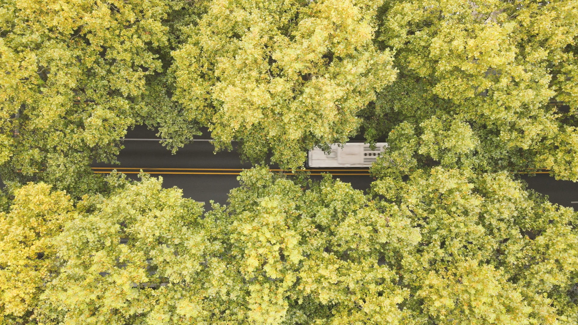 航拍城市道路交通秋天自然景观4k素材视频的预览图