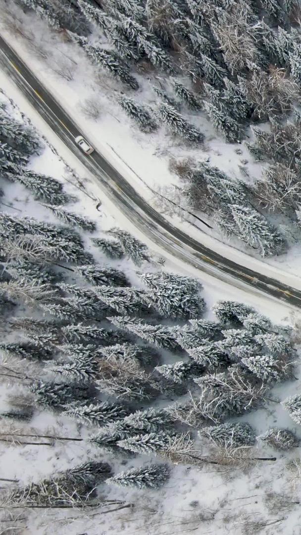 冬季景观中被雪覆盖的树木视频的预览图