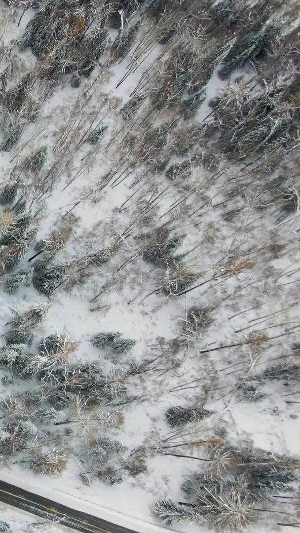 冬季景观中被雪覆盖的树木视频的预览图