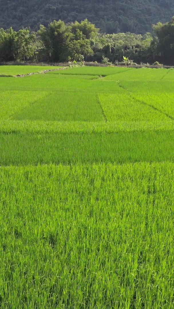 夏季高清航拍稻田作物风景视频的预览图