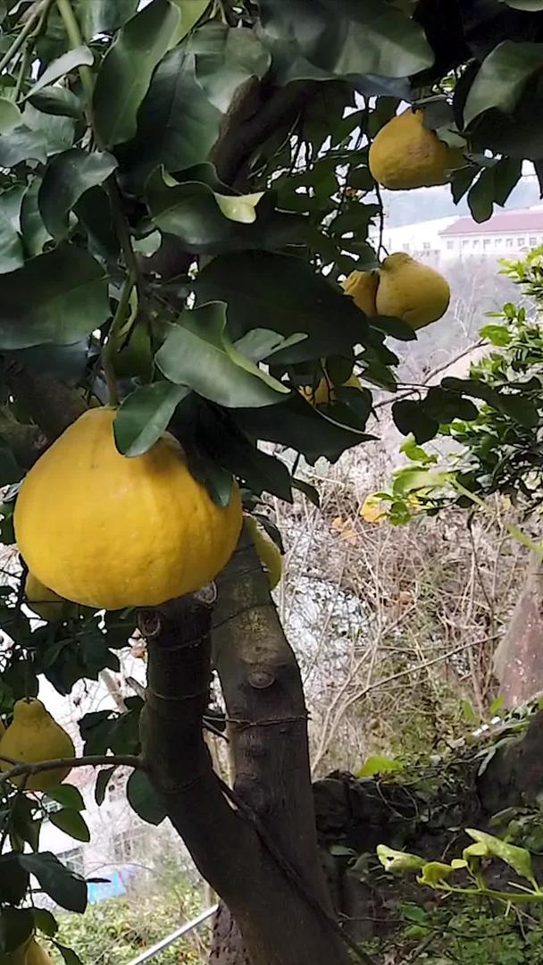 果实丰富的柚子树视频的预览图