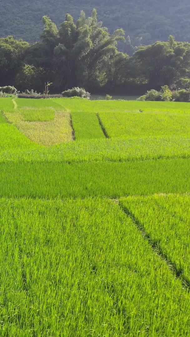 夏季高清航拍稻田作物风景视频的预览图