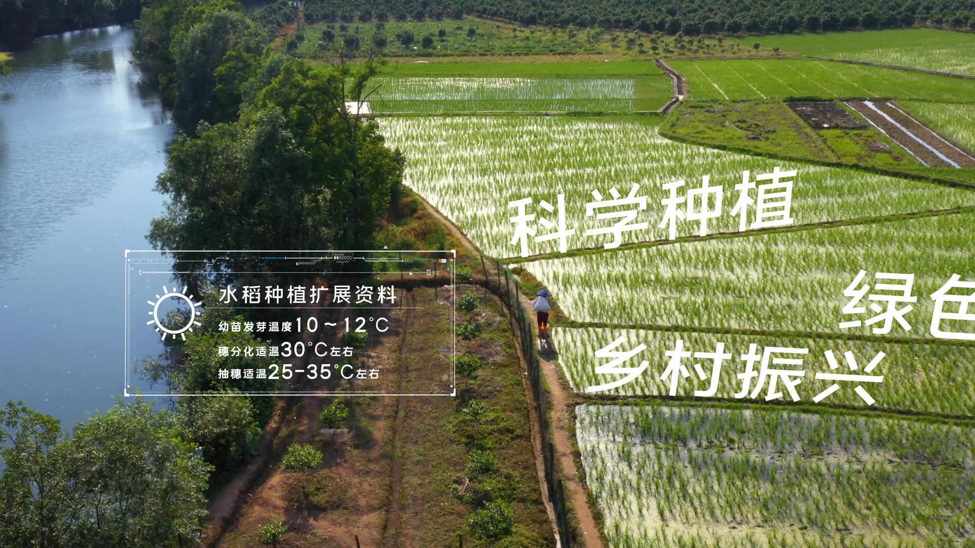 农作物水稻互联网种植视频的预览图