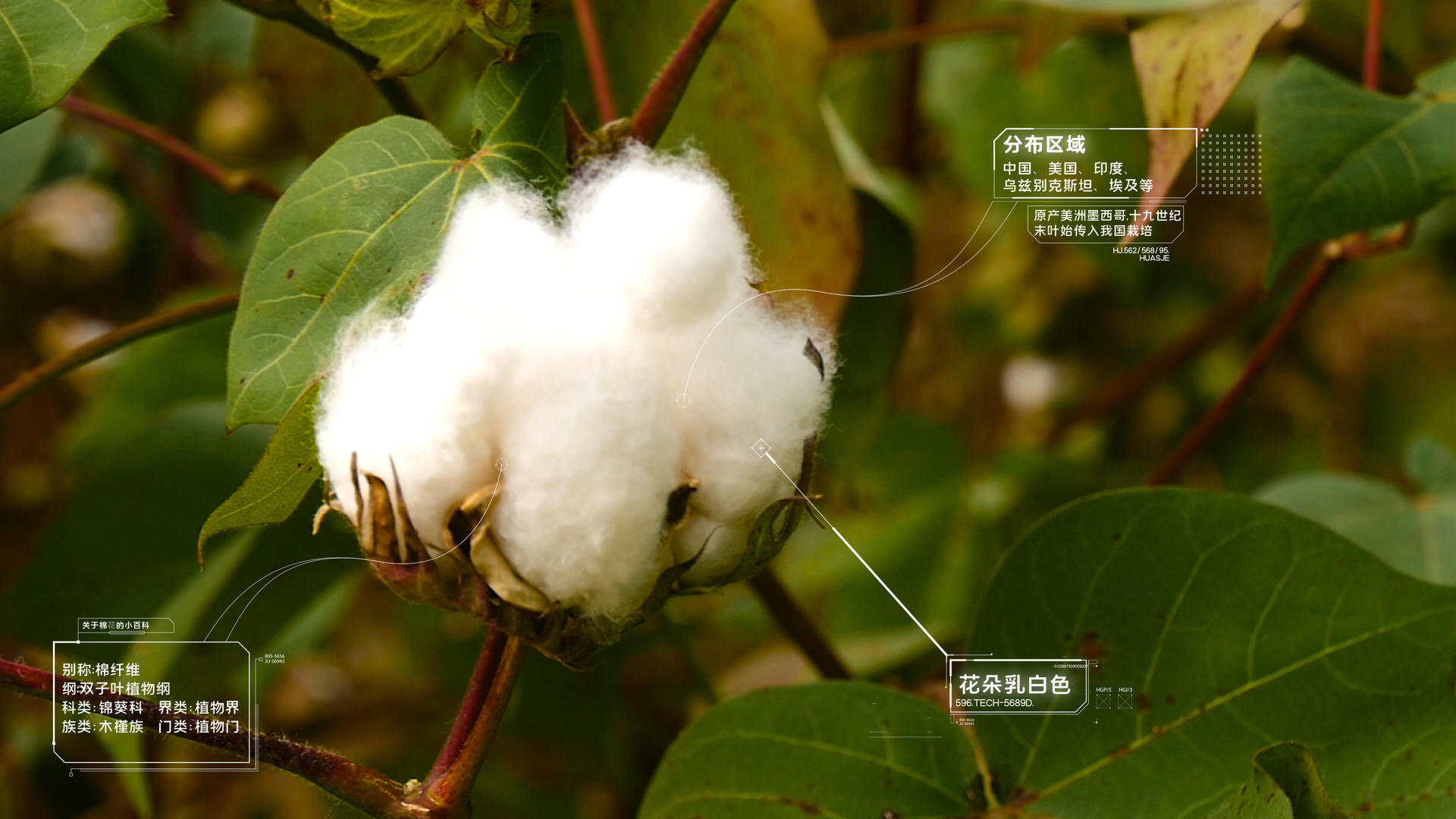 农作物棉花互联网种植视频的预览图