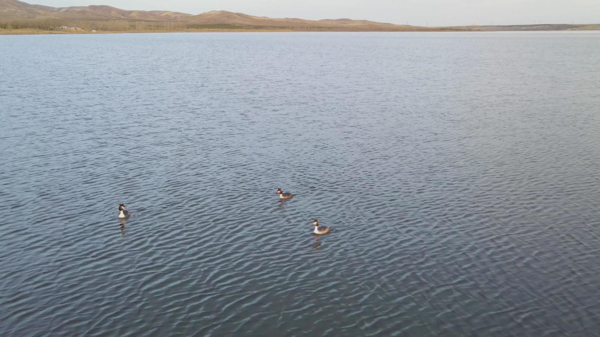 4k航拍不知名的水鸟在湖中捕鱼嬉戏视频的预览图
