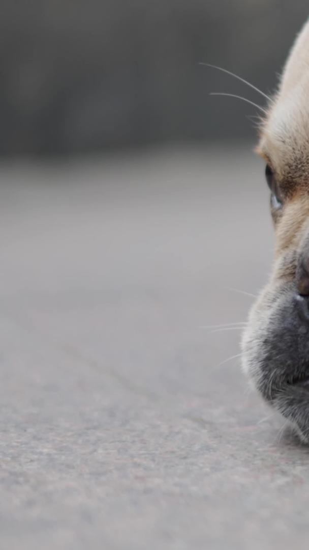 法国小狗斗牛犬视频视频的预览图