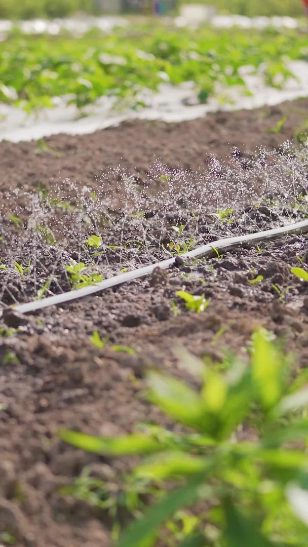 自动灌溉的科学种植视频的预览图