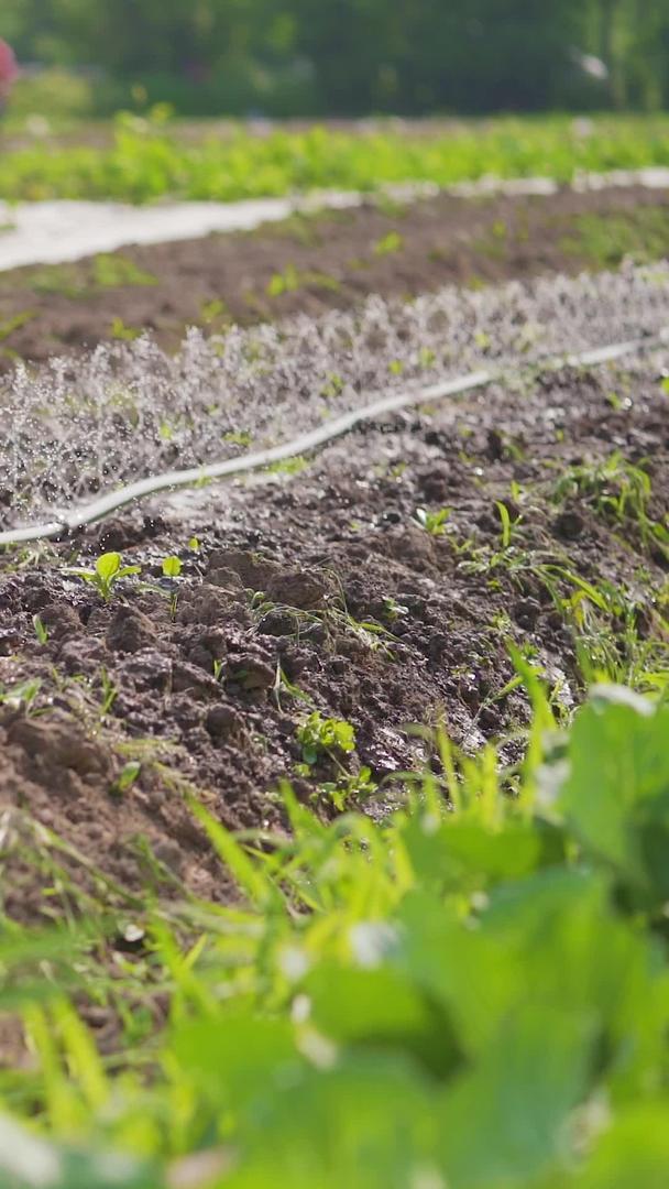 自动灌溉的科学种植视频的预览图