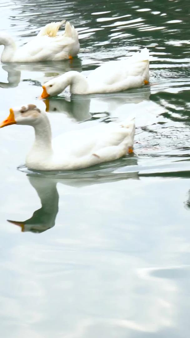 湖中家禽大白鹅合集视频的预览图