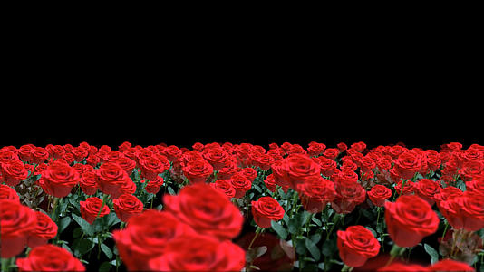 透明通道玫瑰花穿梭素材视频的预览图