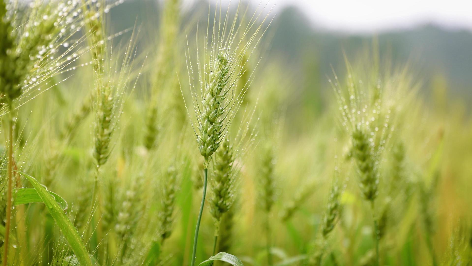 4K实拍唯美毛毛细雨中的绿色小麦农业产品视频视频的预览图