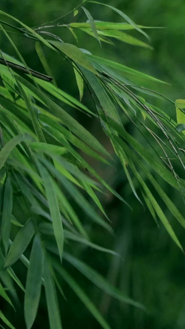 夏天摇曳的竹子视频的预览图