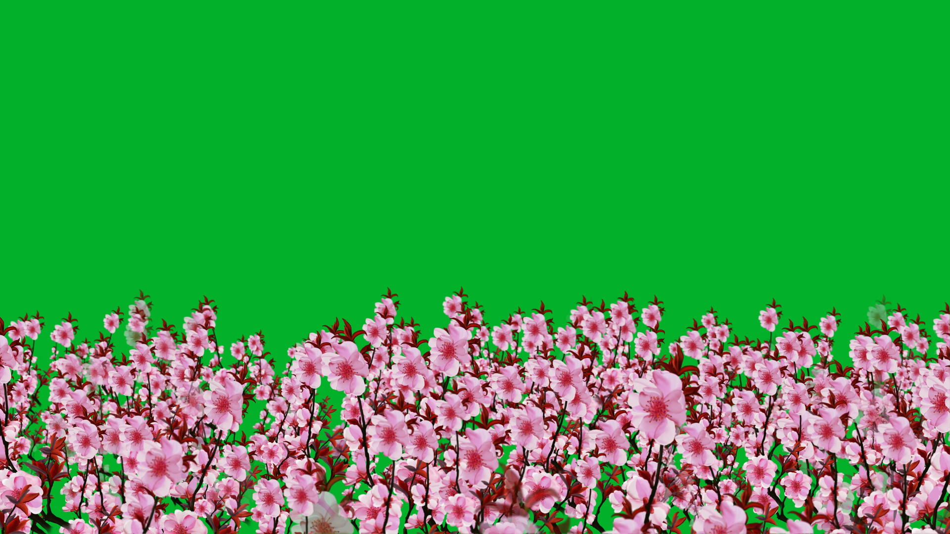4K桃花绿屏素材视频的预览图