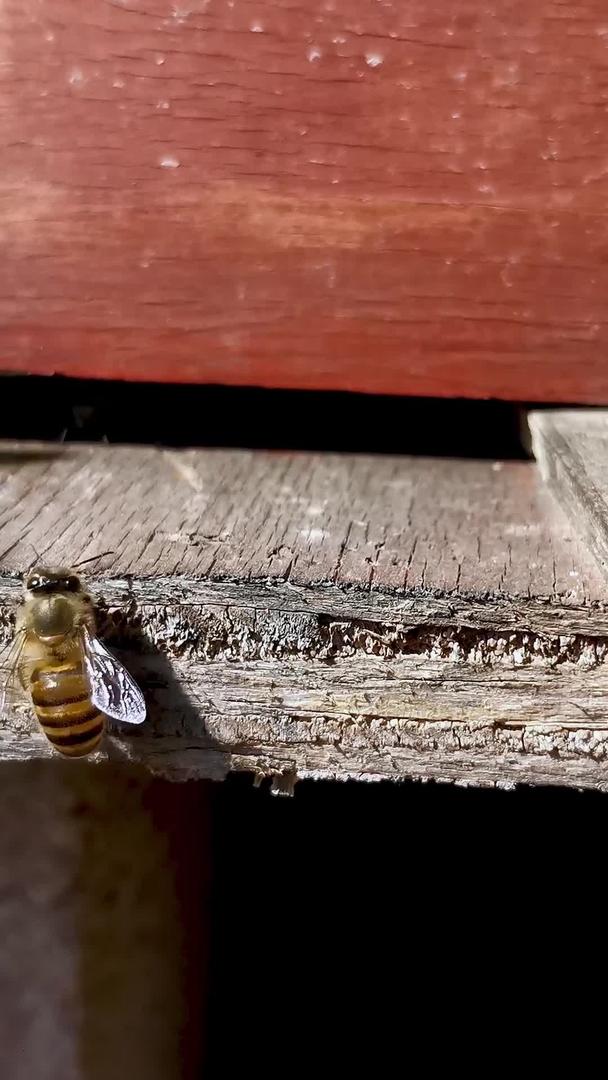 勤劳的蜜蜂实拍视频的预览图