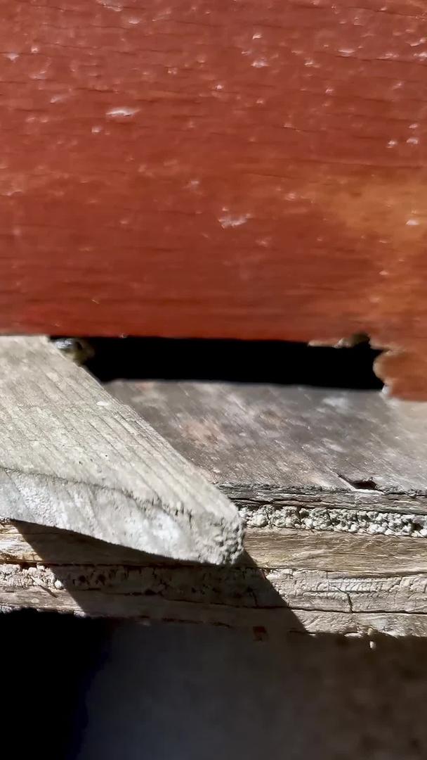 勤劳的蜜蜂实拍视频的预览图