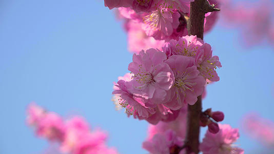 4k春天的樱花视频的预览图
